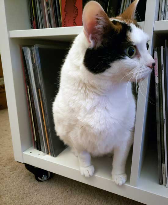 My fur baby and some records